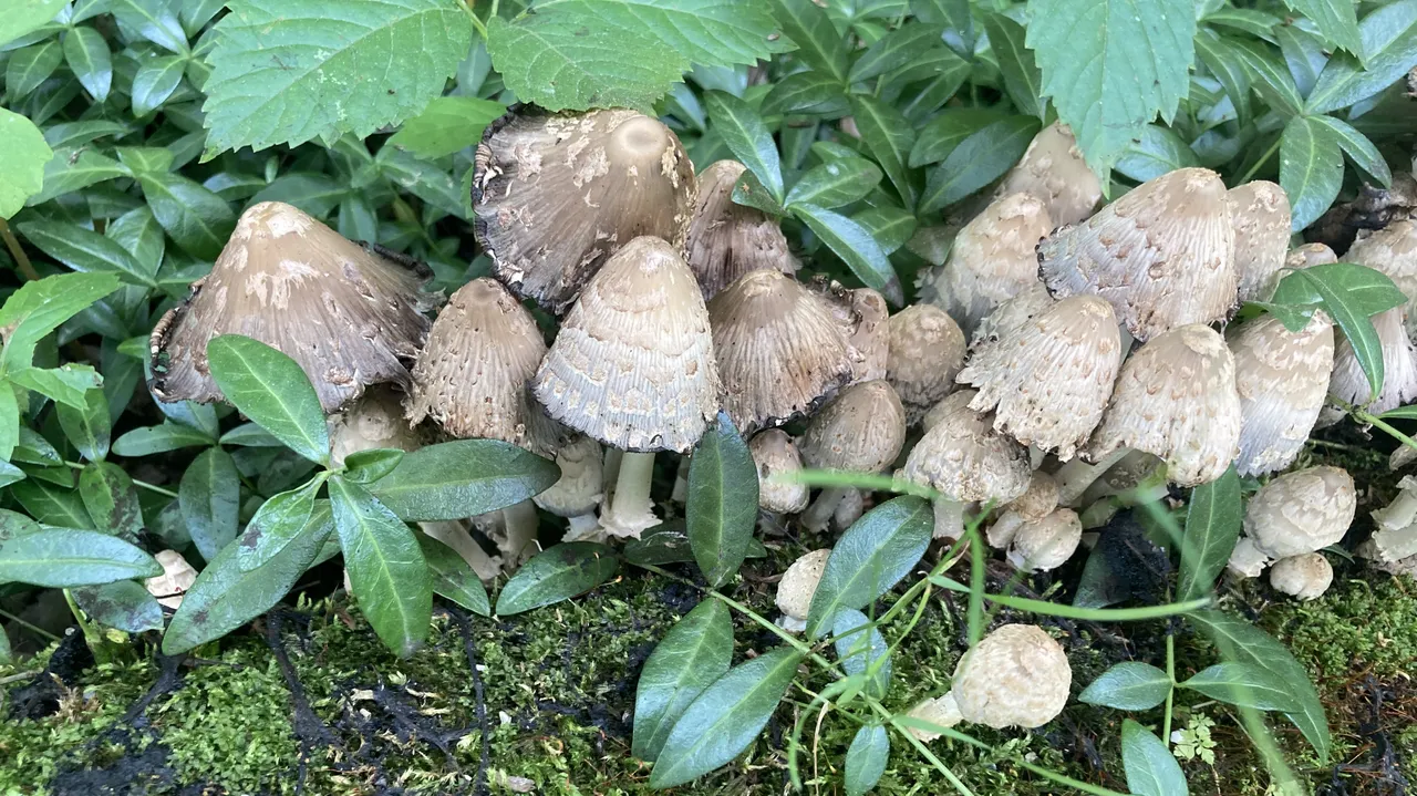 Mushroom Village