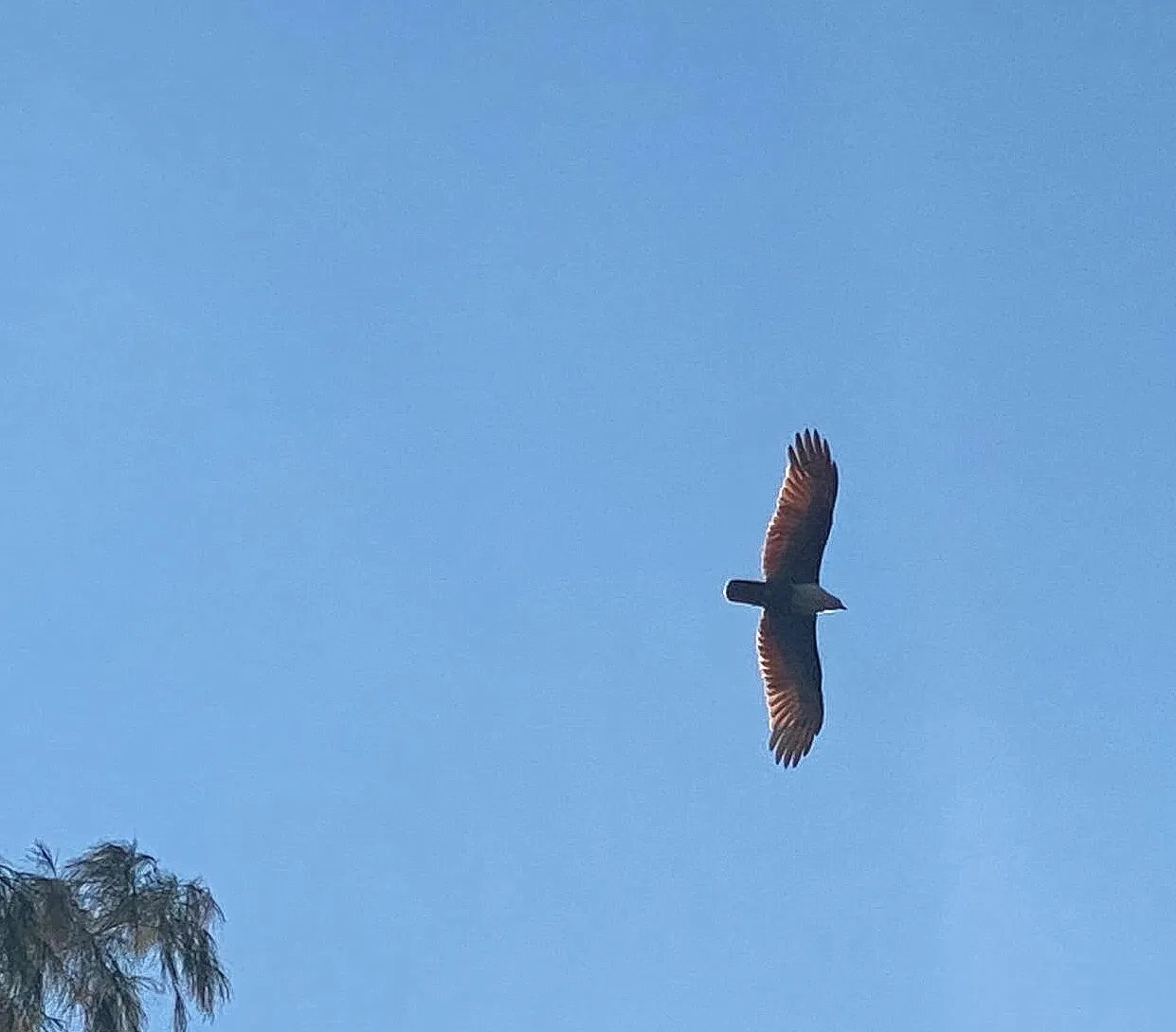 bird_27.jpg