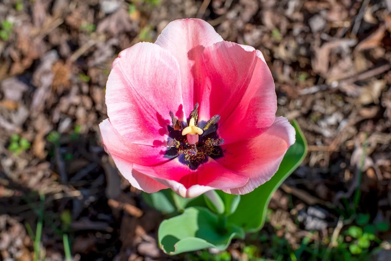 tulip_4.jpg