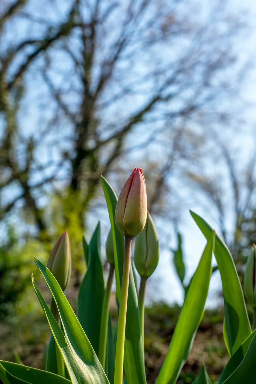 tulip_5.jpg