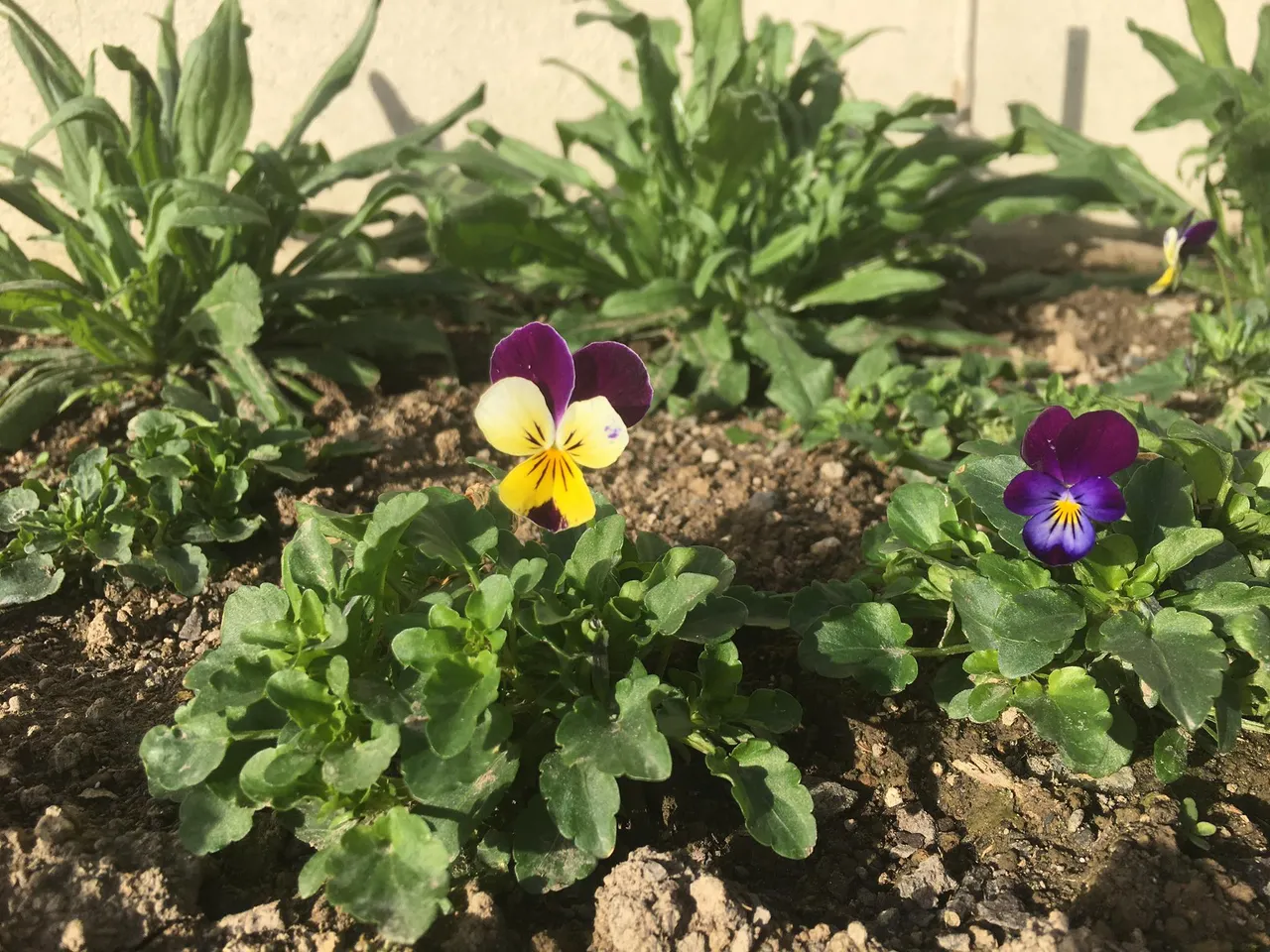 pansies.jpg