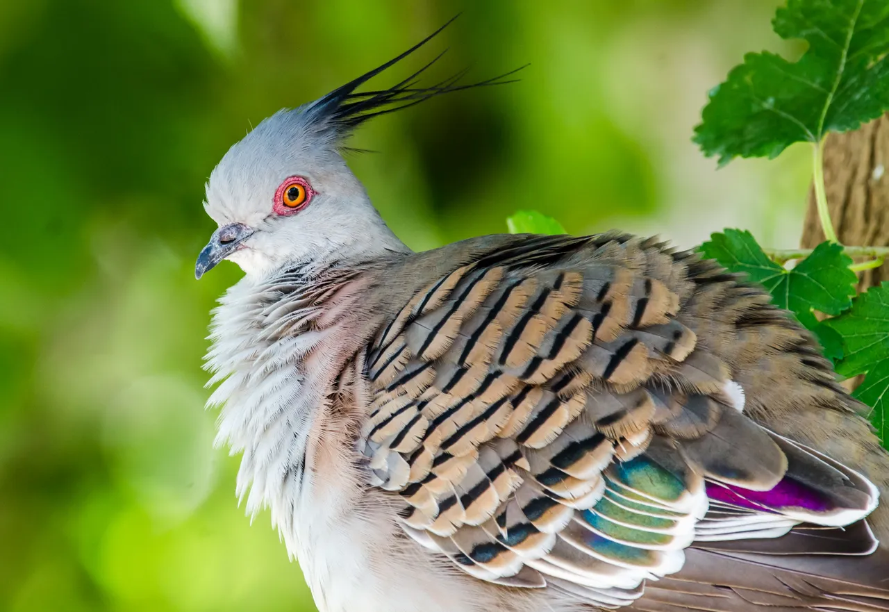 bird_52.jpg