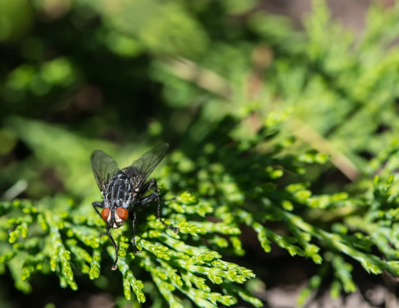 DSC_3295.jpg