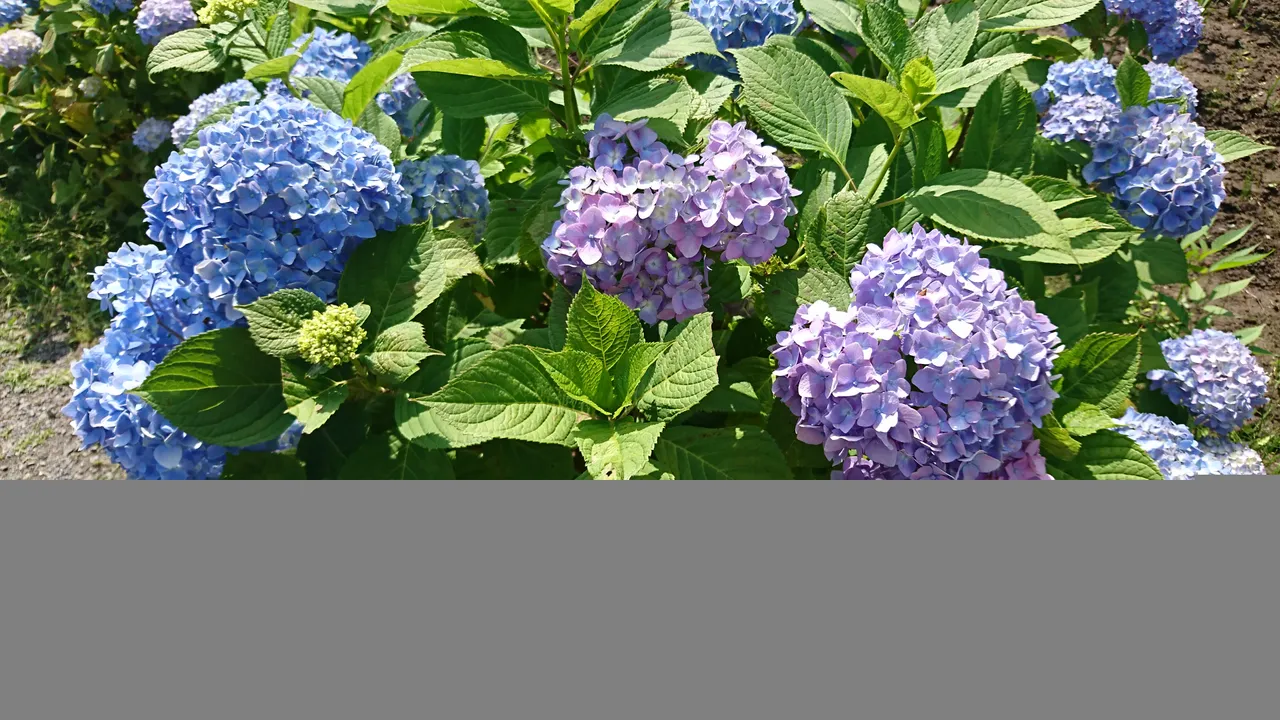 DSC_4642.JPG