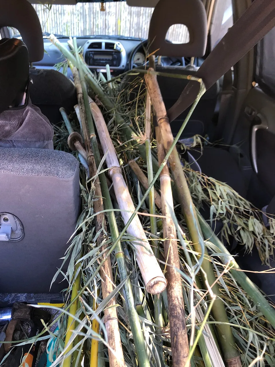 Collecting bamboo for making flutes