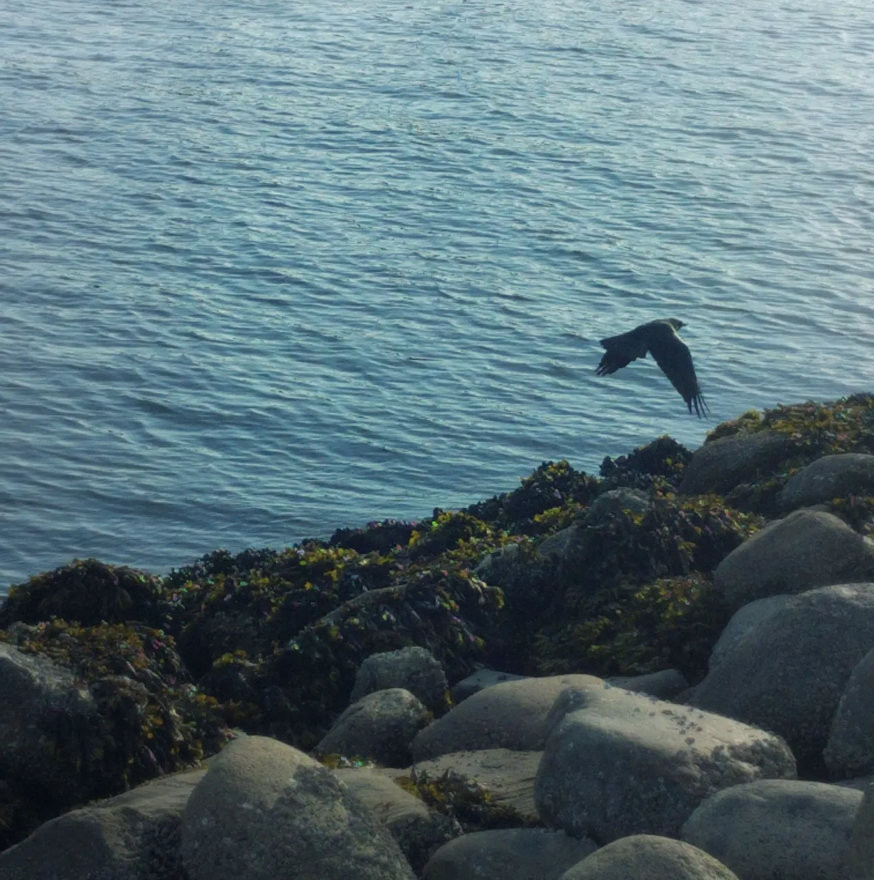 Crow_001.jpg