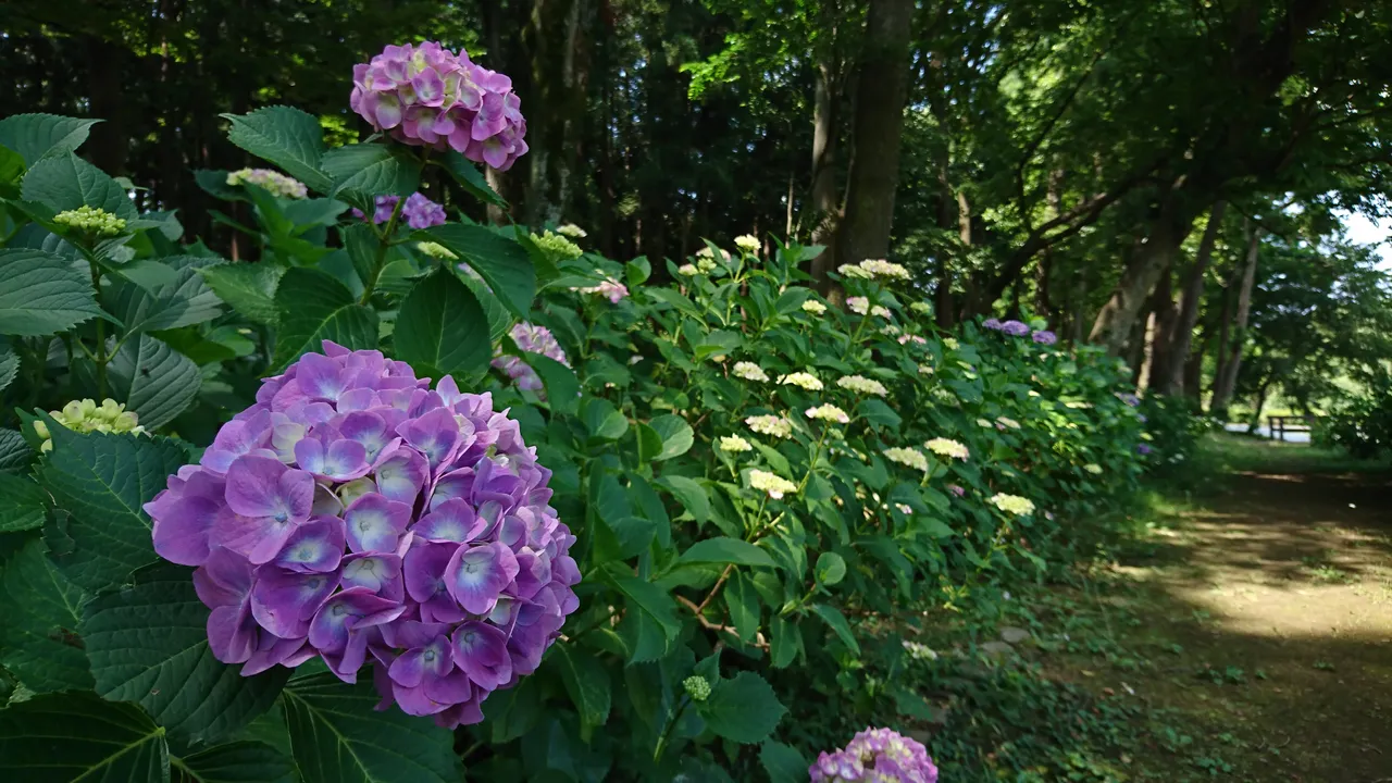 DSC_4654.JPG