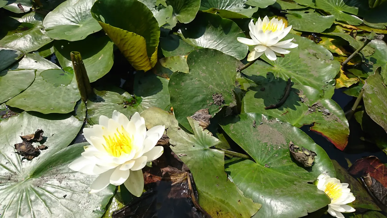 DSC_4632.JPG