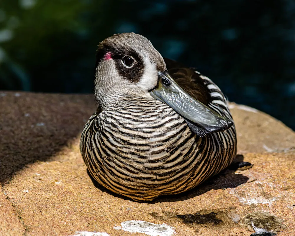DSC_0216.jpg