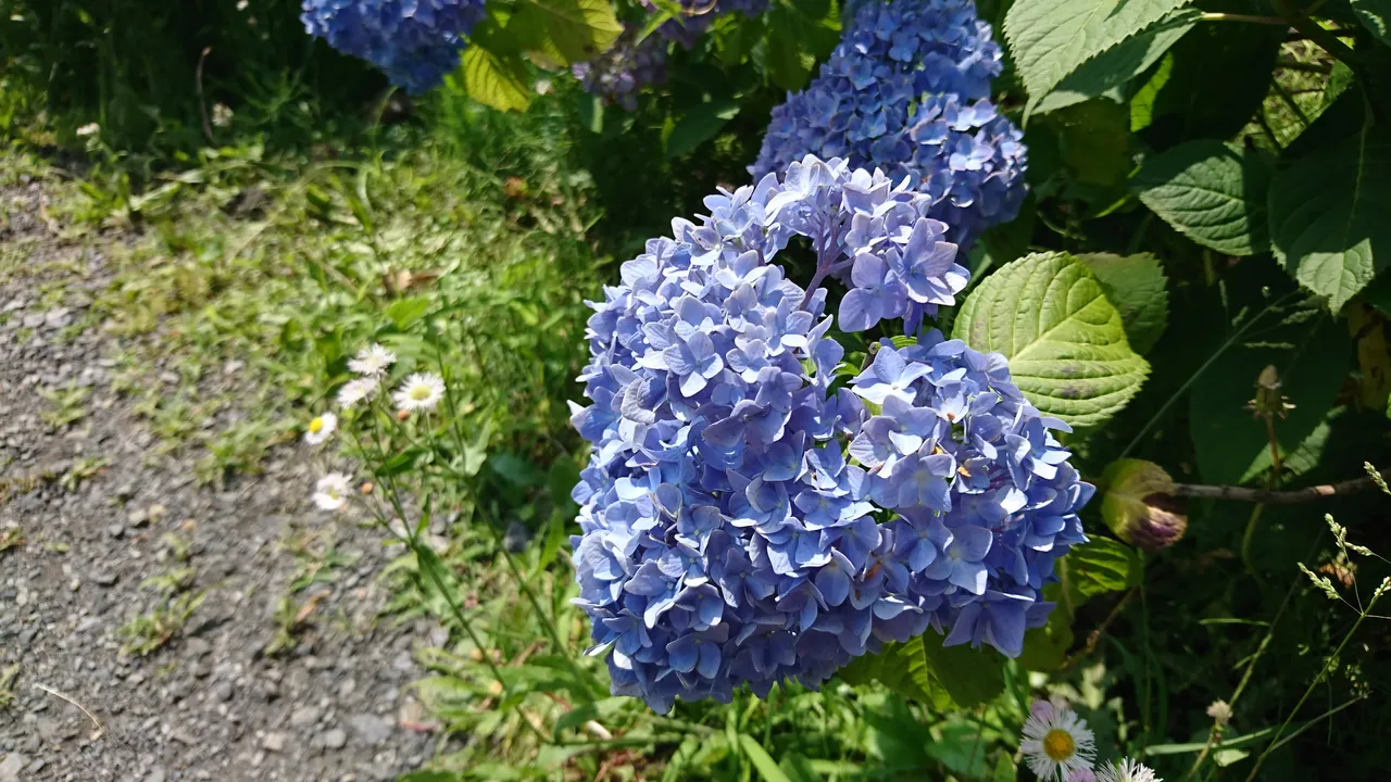 DSC_4636.JPG