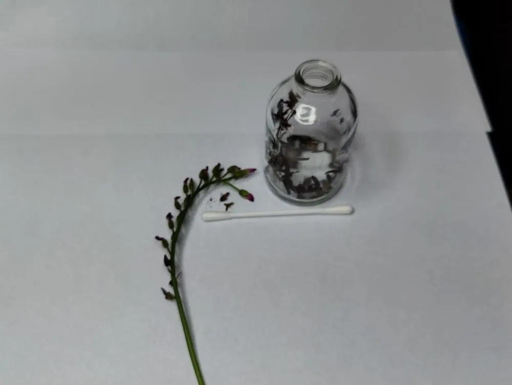 buds-far.jpg