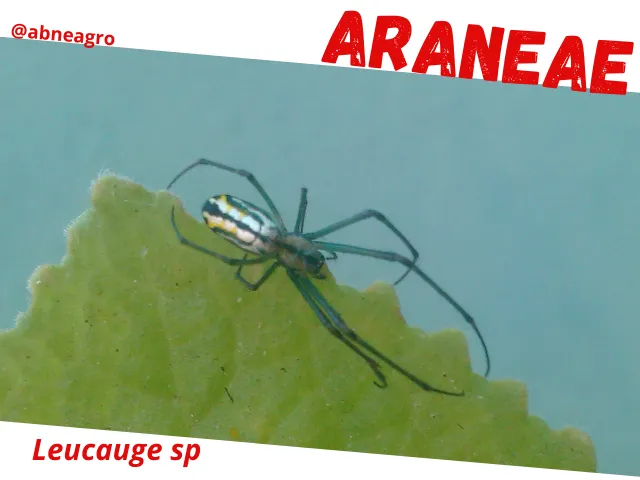 Araneae2.png