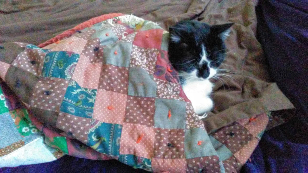 quiltcat.jpg