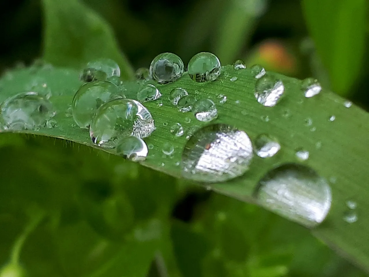 raindrop.jpg