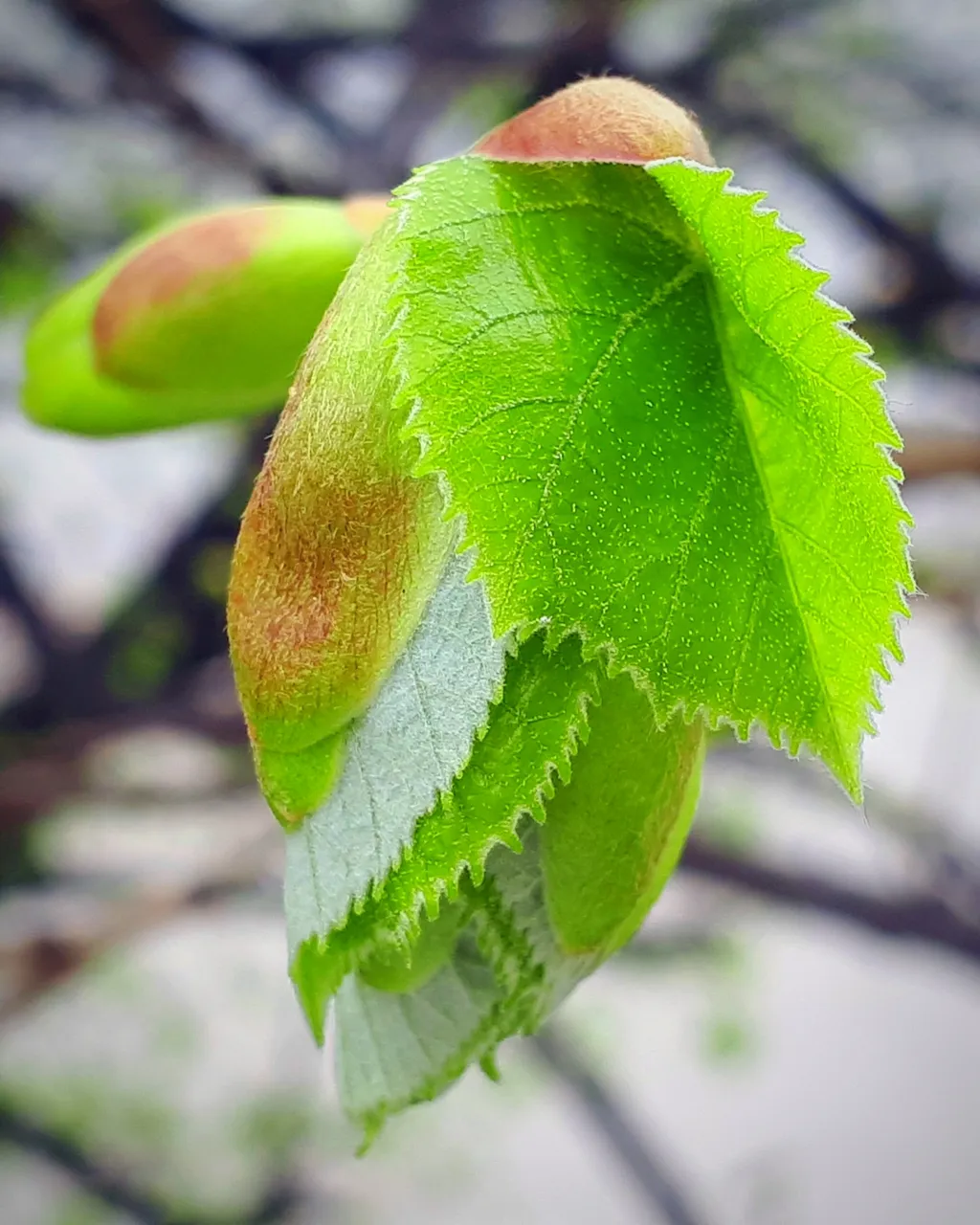 spring_6.jpg