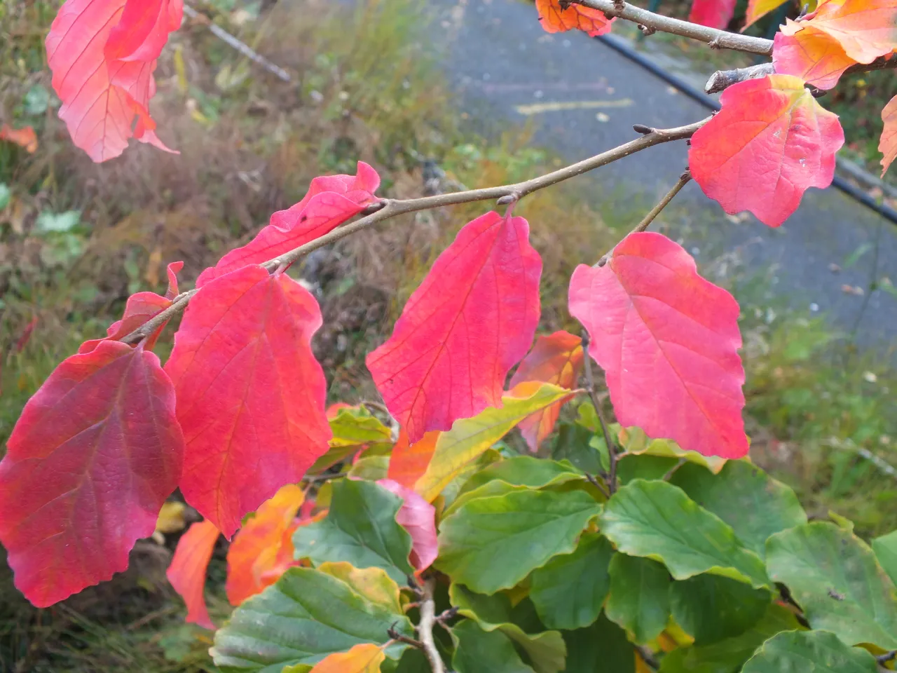 DSCF1092.JPG