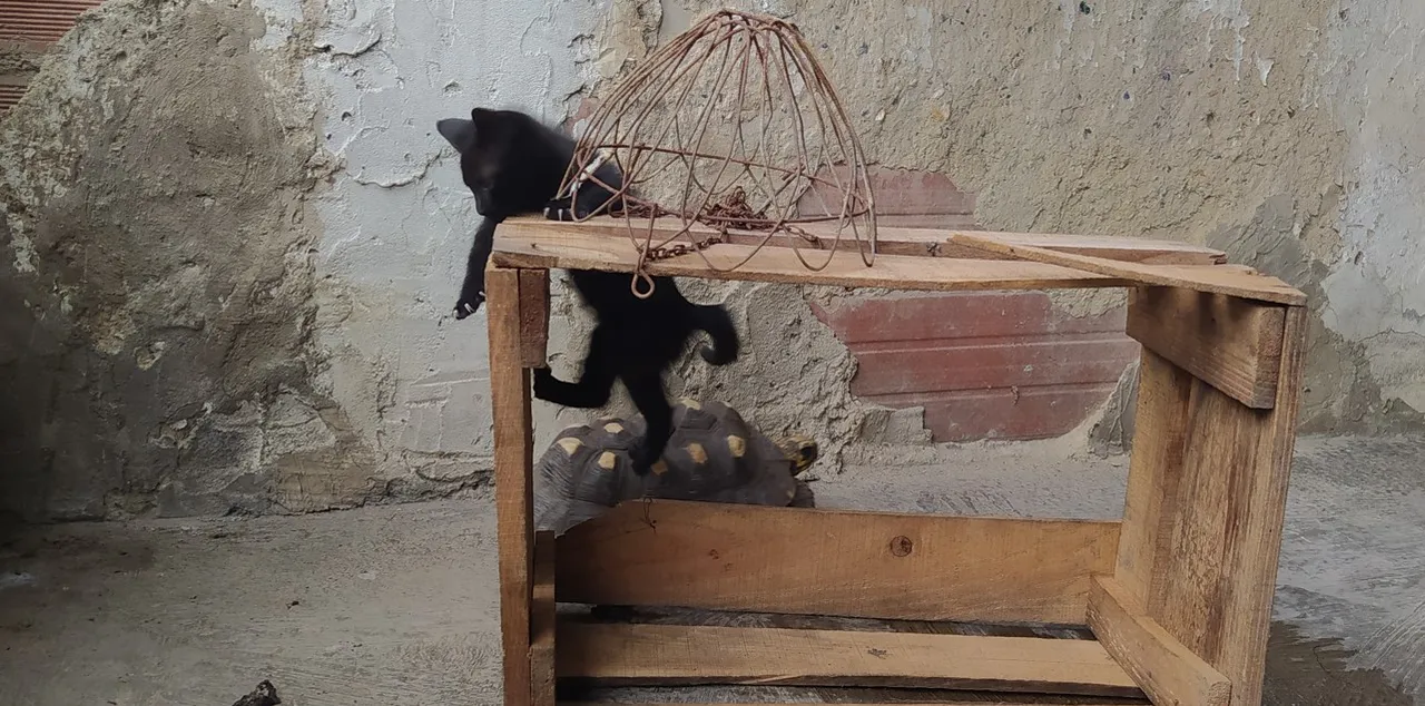 gatotor6.jpg