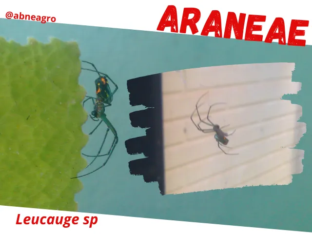 Araneae4.png