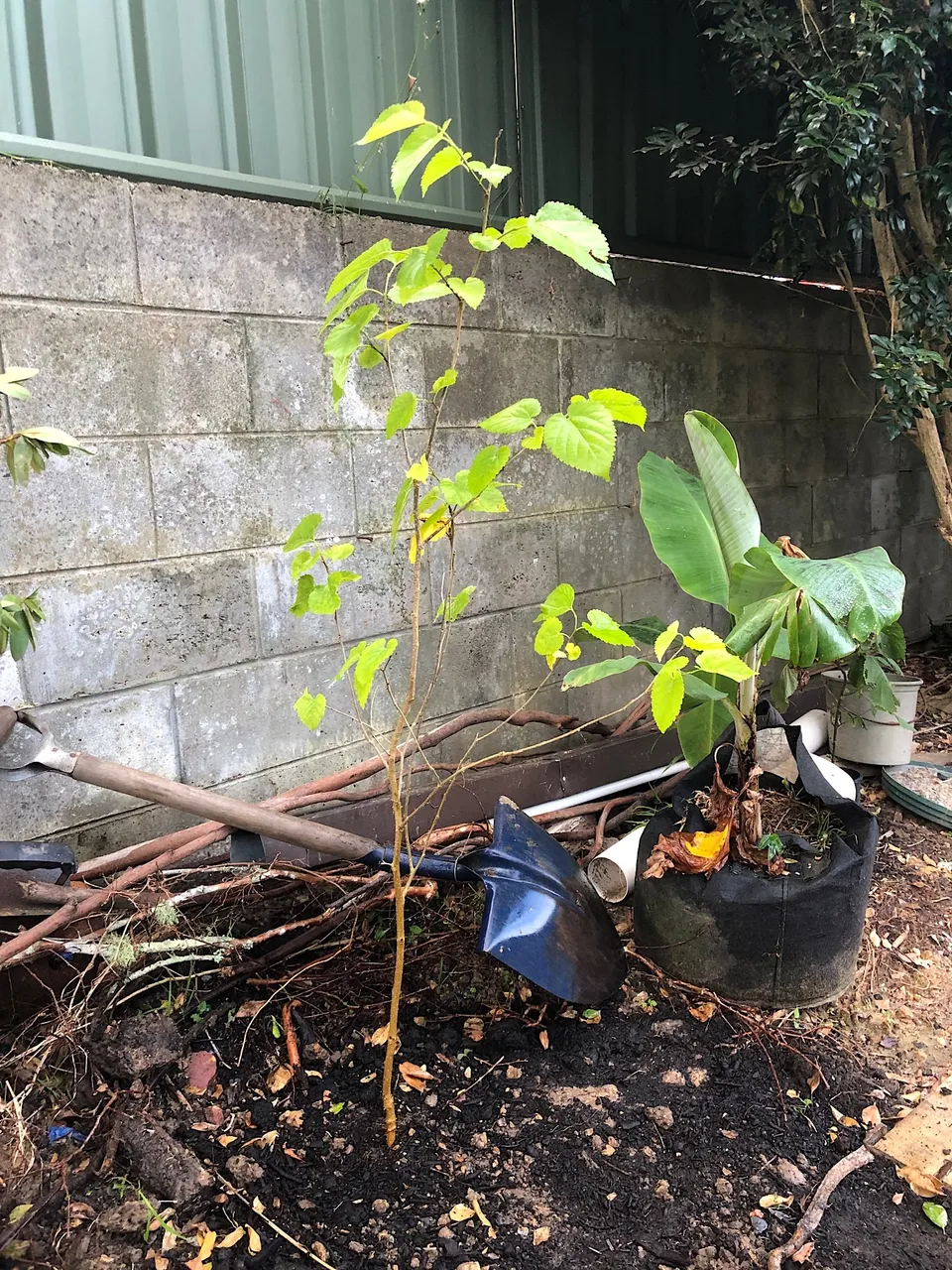 Mulberry tree