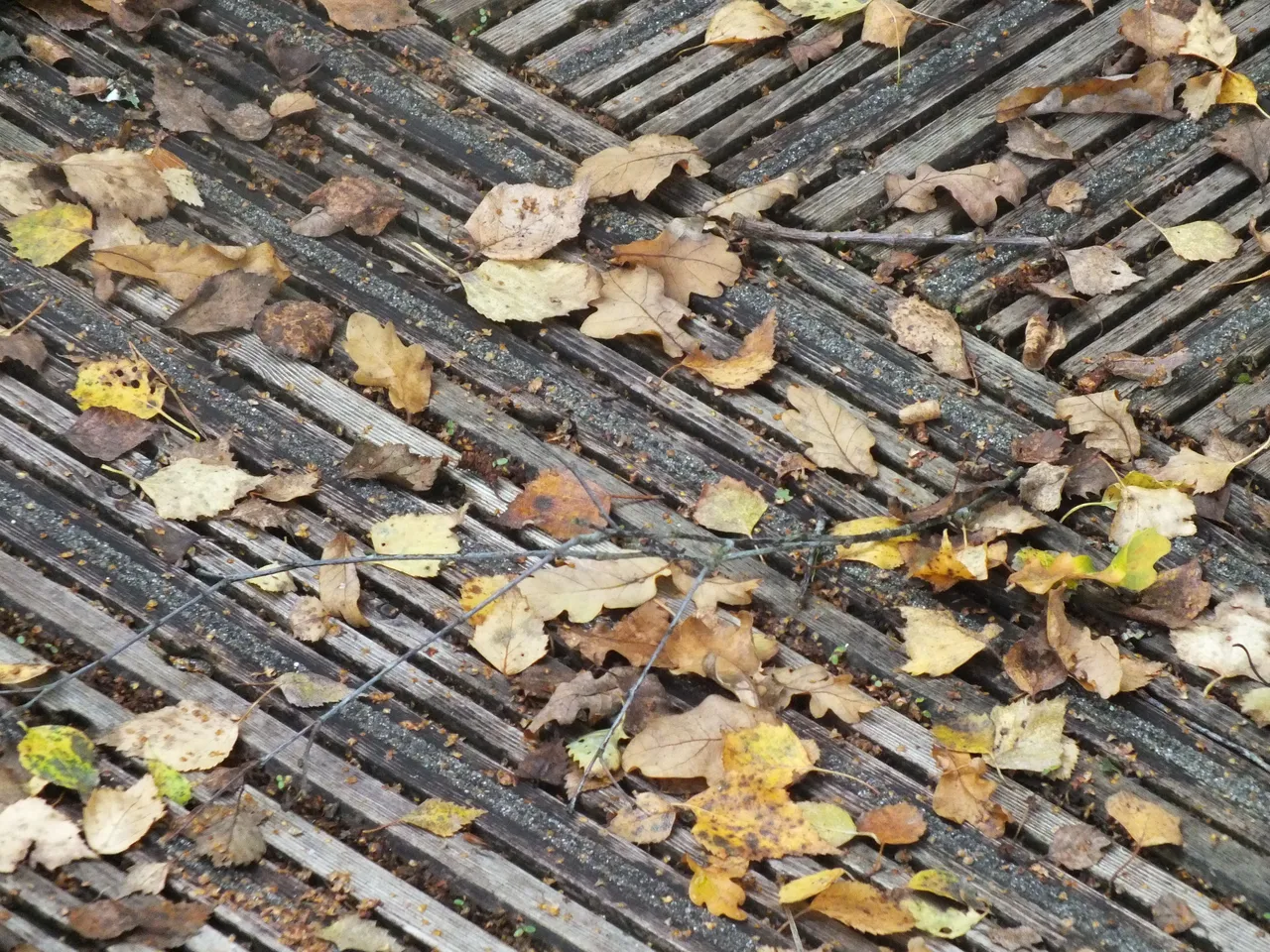 DSCF1077.JPG