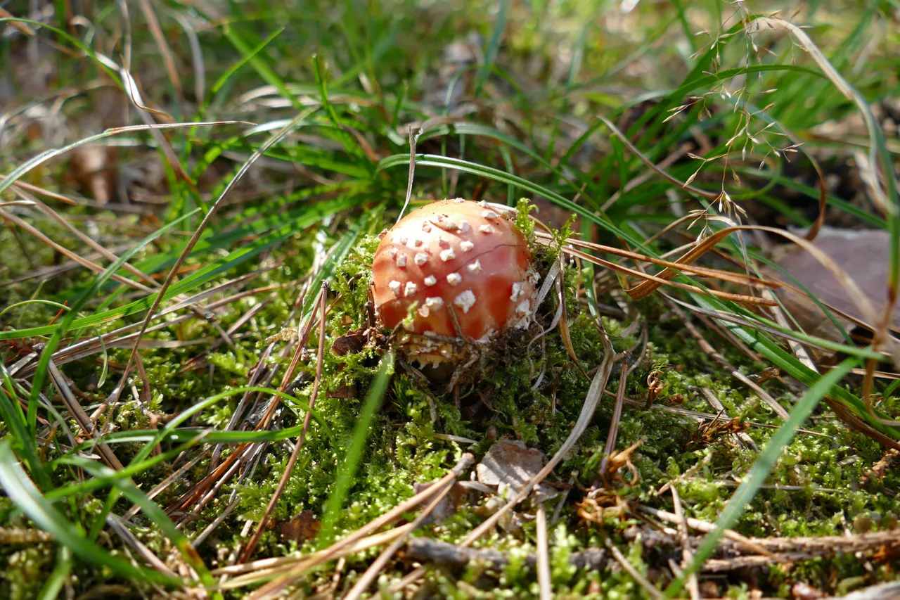 P1000255.JPG