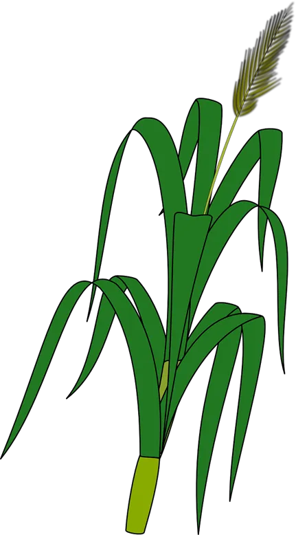 Picture1.png