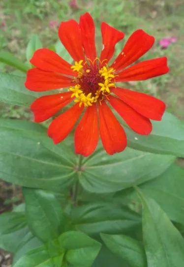 flor a.JPG