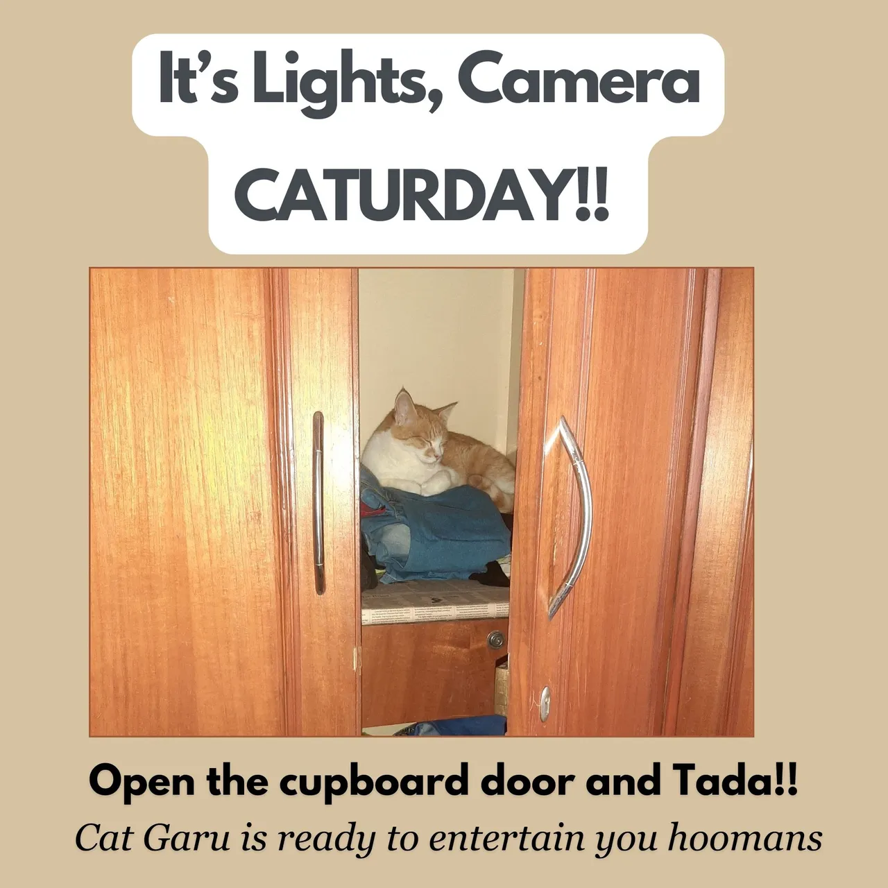 caturday.jpg