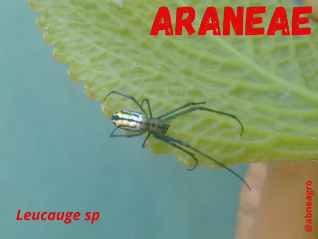 Araneae1.png