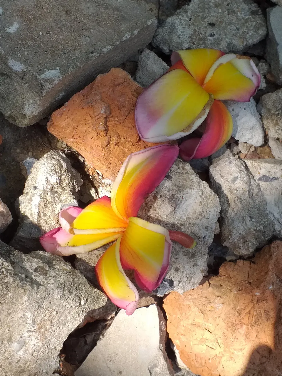 flower16.jpg