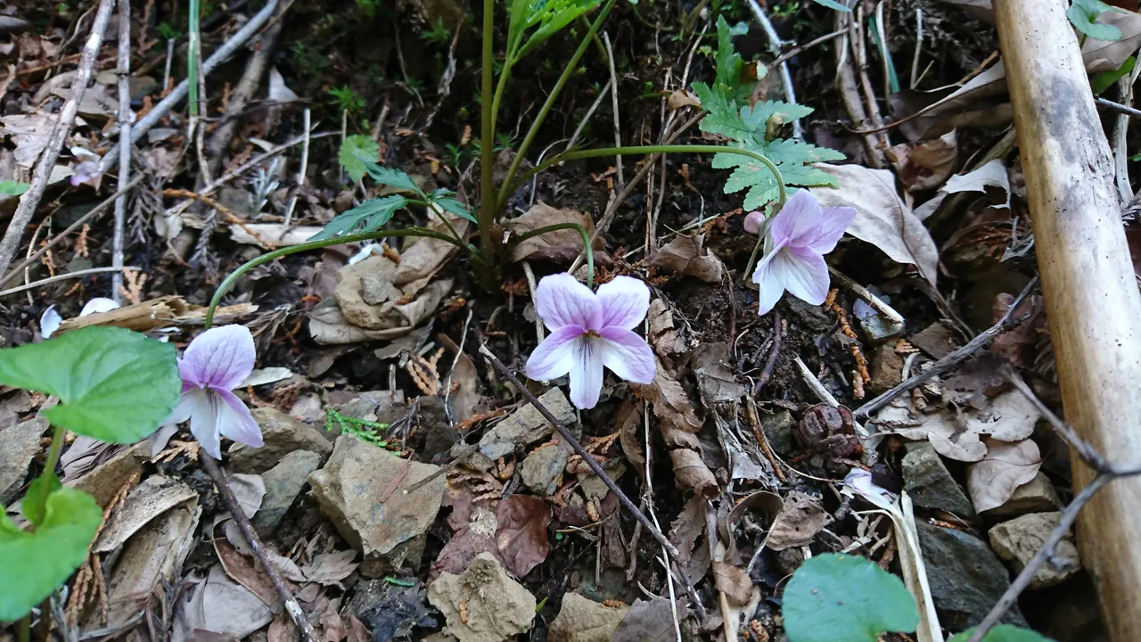 DSC_4253.JPG