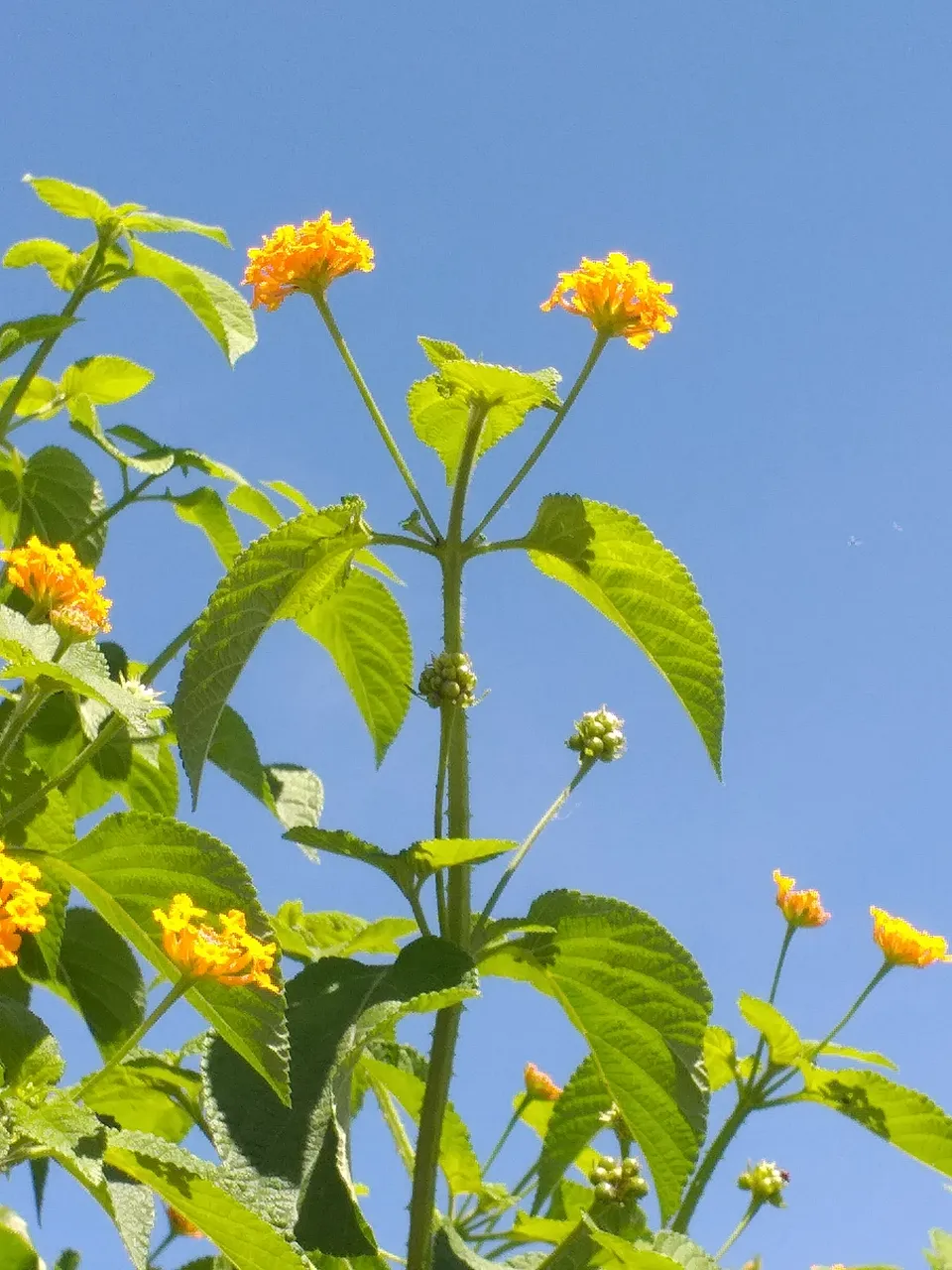 flower48.jpg