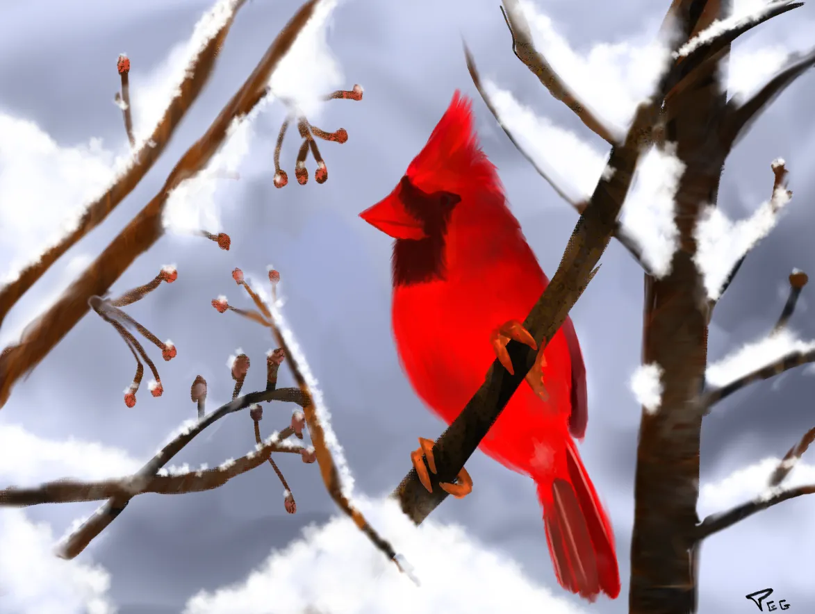 cardinal.PNG