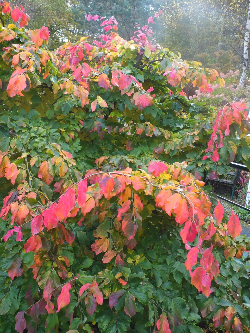 DSCF1090.JPG