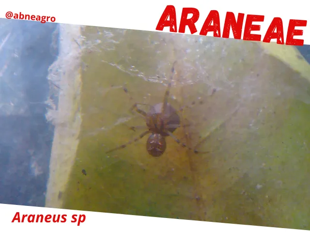 Araneae6.png