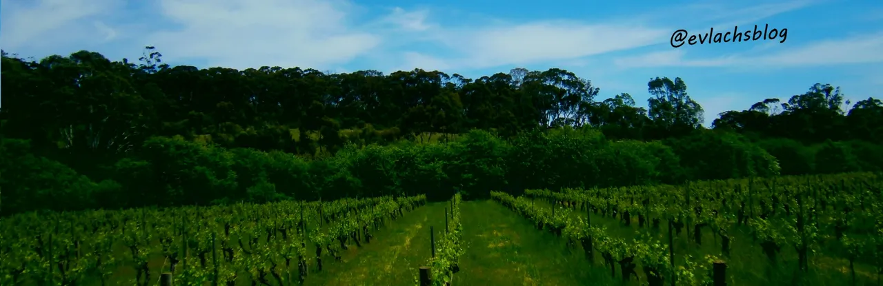 vineyard.jpg