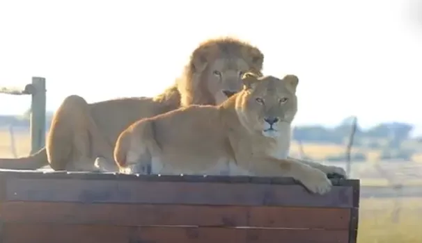 leoboth3.png
