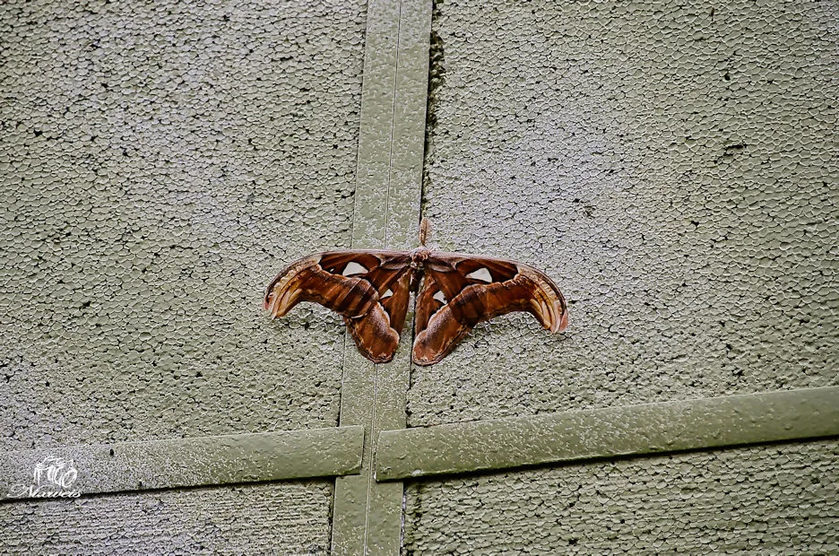 DSC_0492.jpg