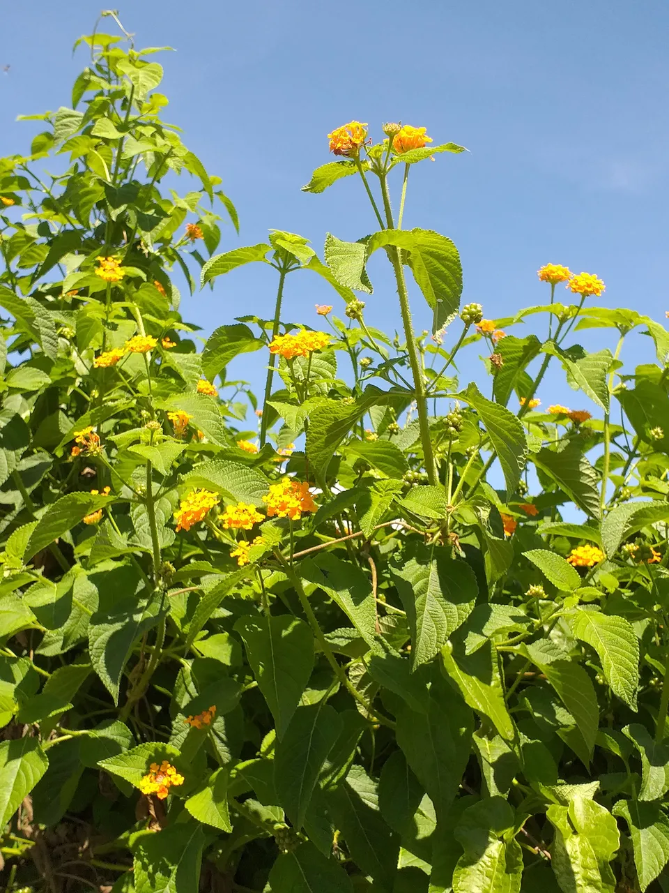 flower25.jpg