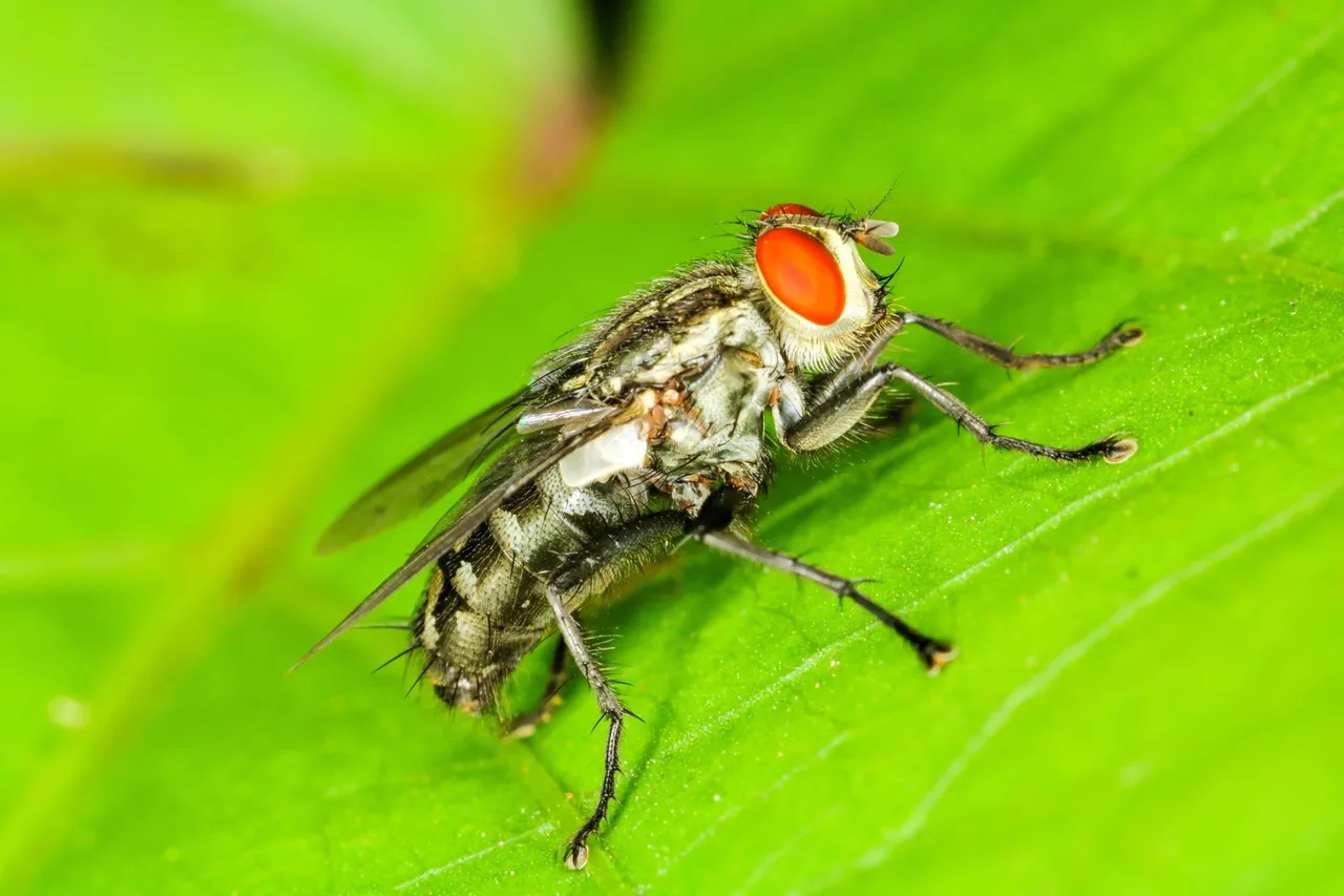 hoverfly.jpg