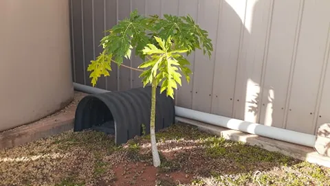 02papaya.jpg