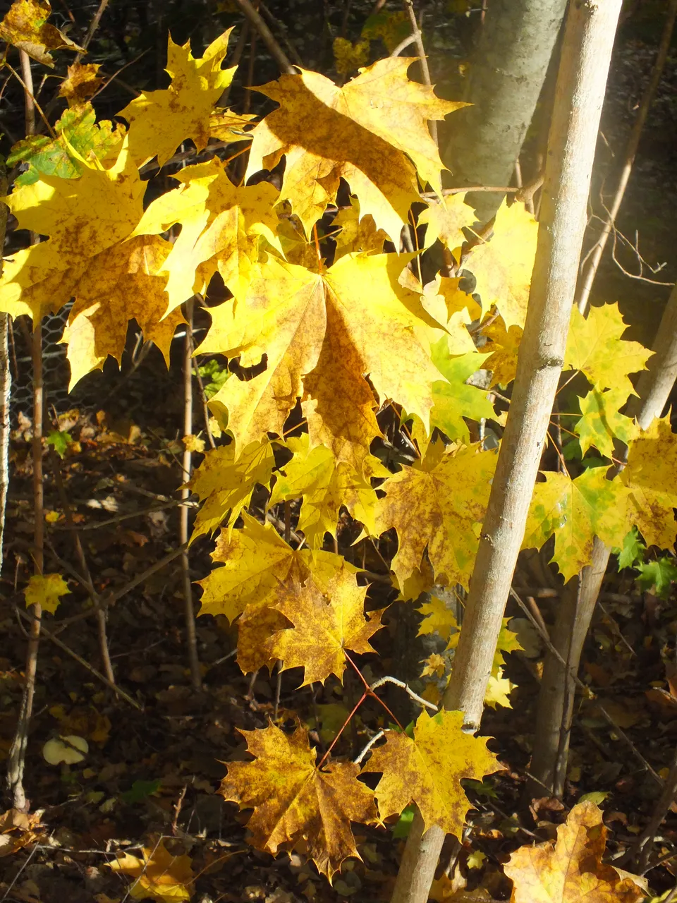 DSCF1073.JPG