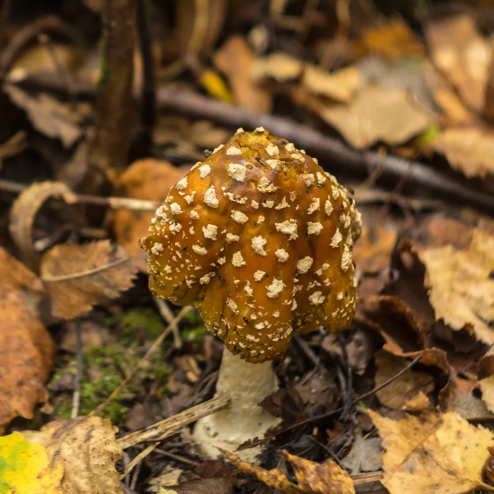 DSC04823.jpg