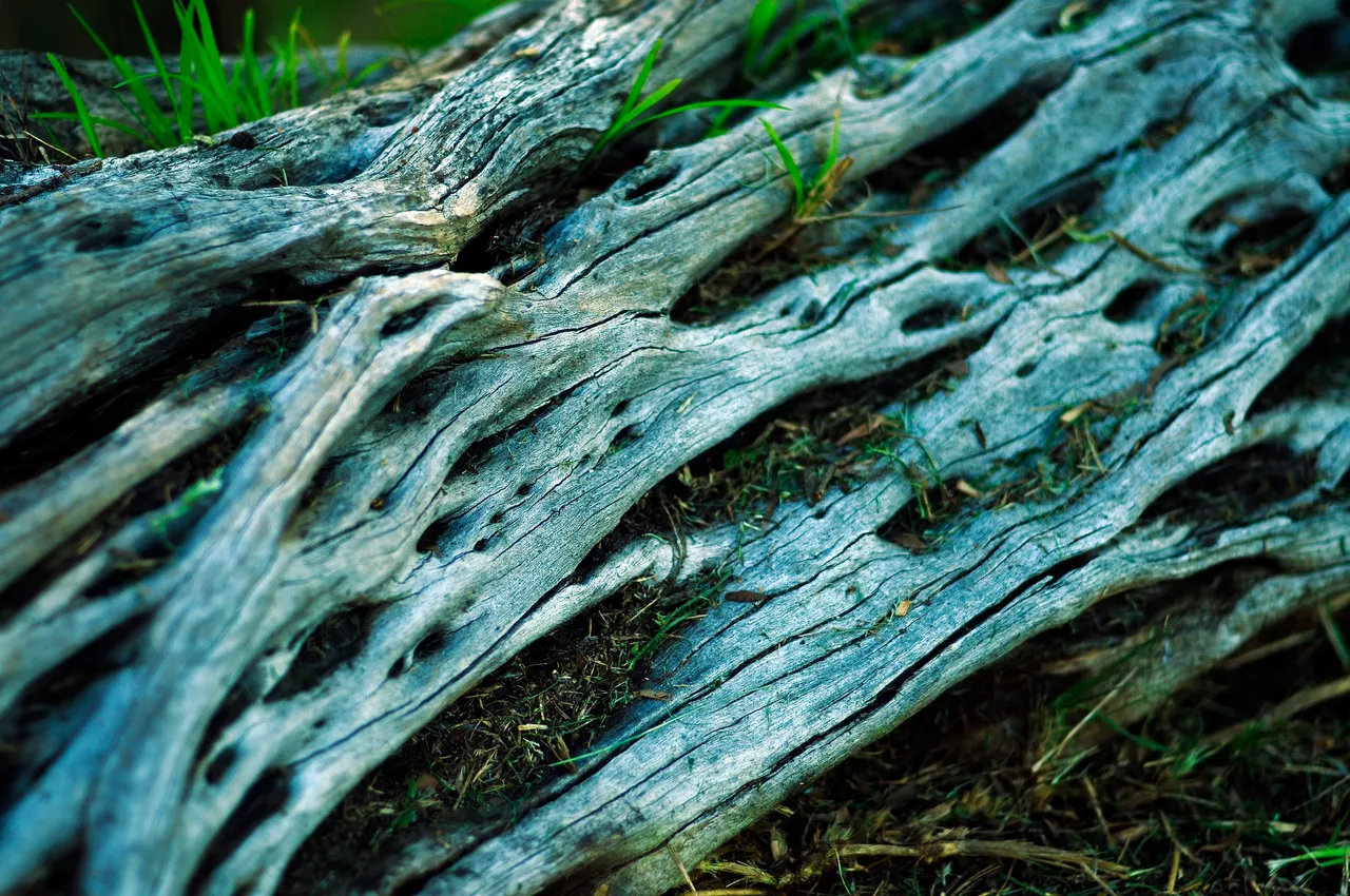 _DSC7602.JPG