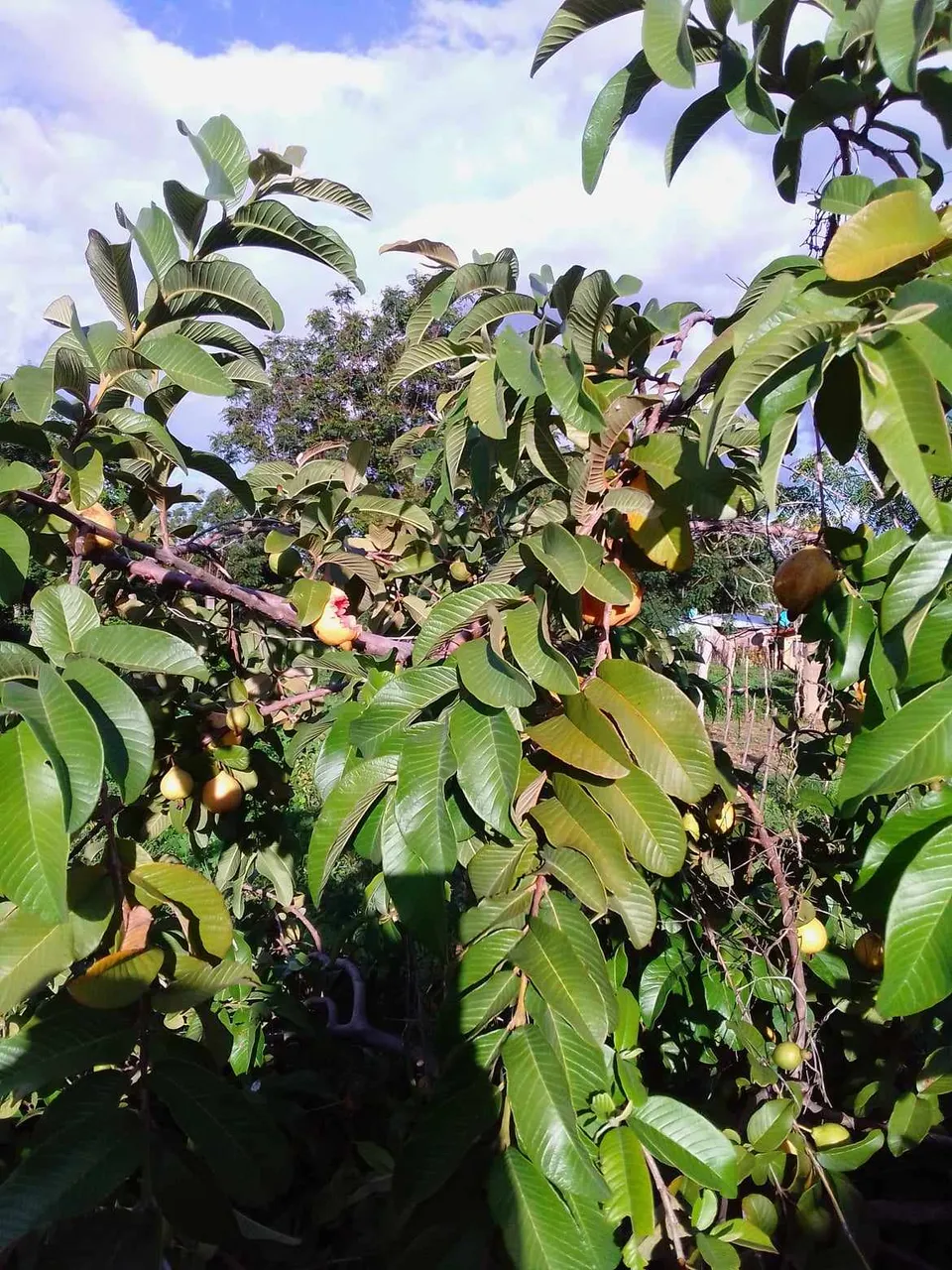 guayaba6.jpg