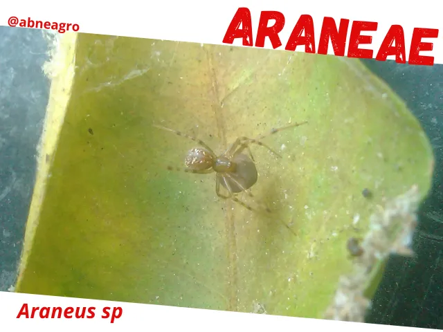 Araneae5.png