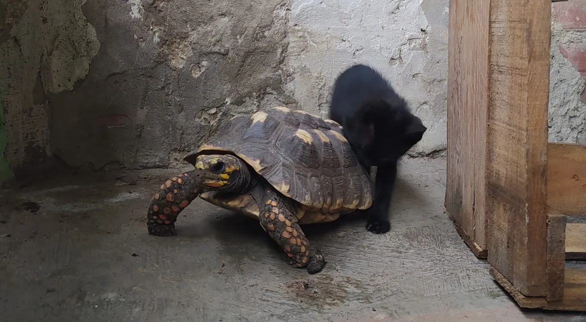 gatotor3.jpg