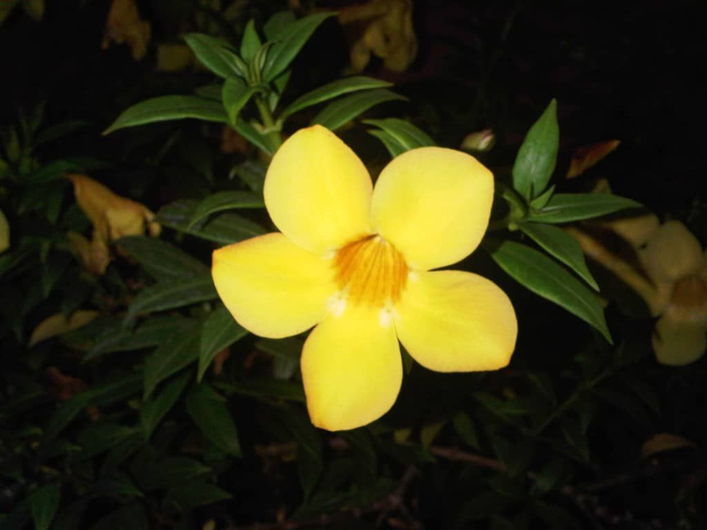 flores6.jpeg