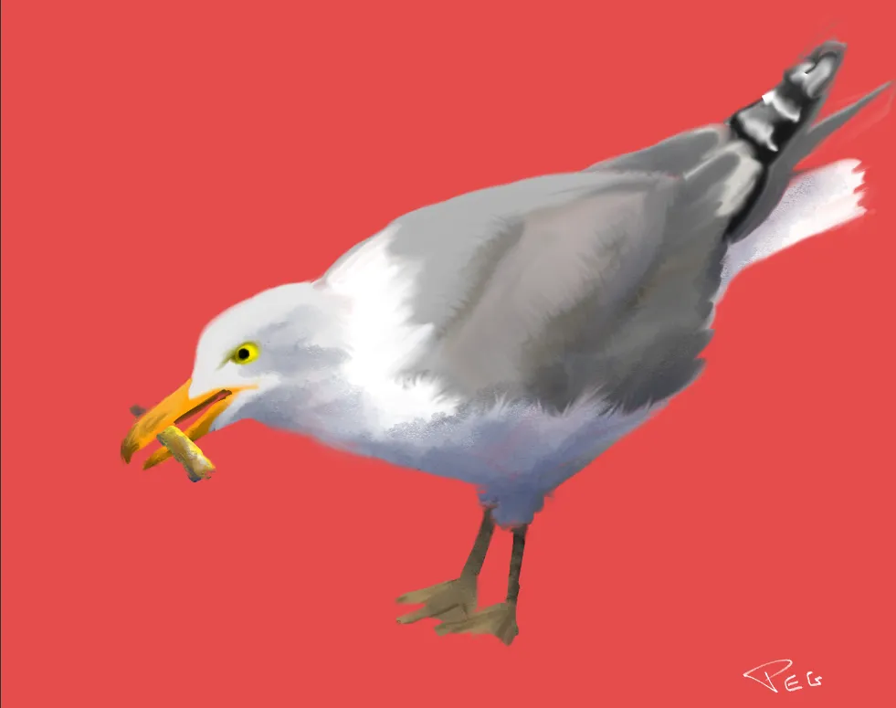 Seagull1.PNG