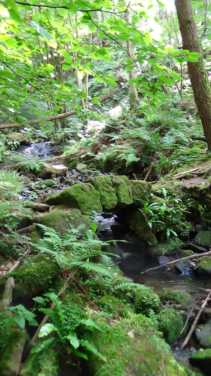 DSC02231.JPG